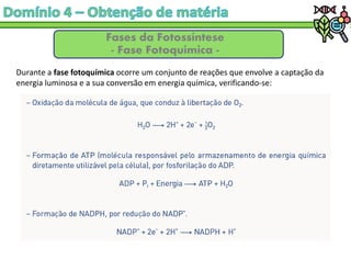 Fases da Fotossíntese
- Fase Fotoquímica -
Durante a fase fotoquímica ocorre um conjunto de reações que envolve a captação da
energia luminosa e a sua conversão em energia química, verificando-se:
 