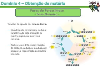 Fases da Fotossíntese
- Fase Química -
Também designada por ciclo de Calvin.
― Não depende diretamente da luz, é
caracterizada pela produção de
matéria orgânica e ocorre no
estroma.
― Realiza-se em três etapas: fixação
do carbono, redução e produção de
açúcares e regeneração da ribulose
bifosfato.
 