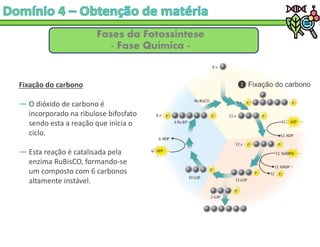 Fases da Fotossíntese
- Fase Química -
Fixação do carbono
― O dióxido de carbono é
incorporado na ribulose bifosfato
sendo esta a reação que inicia o
ciclo.
― Esta reação é catalisada pela
enzima RuBisCO, formando-se
um composto com 6 carbonos
altamente instável.
Fixação do carbono
 