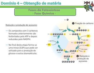Fases da Fotossíntese
- Fase Química -
Redução e produção de açúcares
― Os compostos com 3 carbonos
formados anteriormente são
fosforilados pelo ATP e depois
reduzidos pelo NADPH.
― No final desta etapa forma-se
uma triose (G3P) que pode ser
utilizado para a produção de
glicose e outras biomoléculas.
Fixação do carbono
Redução e
produção de
açúcares
 