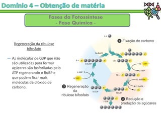 Fases da Fotossíntese
- Fase Química -
Fixação do carbono
Redução e
produção de açúcares
Regeneração
da
ribulose bifosfato
Regeneração da ribulose
bifosfato
― As moléculas de G3P que não
são utilizadas para formar
açúcares são fosforiladas pelo
ATP regenerando o RuBP e
que podem fixar mais
moléculas de dióxido de
carbono.
 