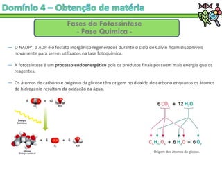 Fases da Fotossíntese
- Fase Química -
― O NADP⁺, o ADP e o fosfato inorgânico regenerados durante o ciclo de Calvin ﬁcam disponíveis
novamente para serem utilizados na fase fotoquímica.
― A fotossíntese é um processo endoenergético pois os produtos finais possuem mais energia que os
reagentes.
― Os átomos de carbono e oxigénio da glicose têm origem no dióxido de carbono enquanto os átomos
de hidrogénio resultam da oxidação da água.
Origem dos átomos da glicose.
 