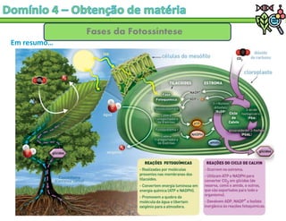 Fases da Fotossíntese
Em resumo…
 