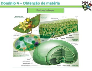 Fotossíntese
 