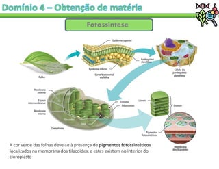 Fotossíntese
A cor verde das folhas deve-se à presença de pigmentos fotossintéticos
localizados na membrana dos tilacoides, e estes existem no interior do
cloroplasto
 