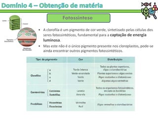 Fotossíntese
• A clorofila é um pigmento de cor verde, sintetizado pelas células dos
seres fotossintéticos, fundamental para a captação de energia
luminosa.
• Mas este não é o único pigmento presente nos cloroplastos, pode-se
ainda encontrar outros pigmentos fotossintéticos.
 