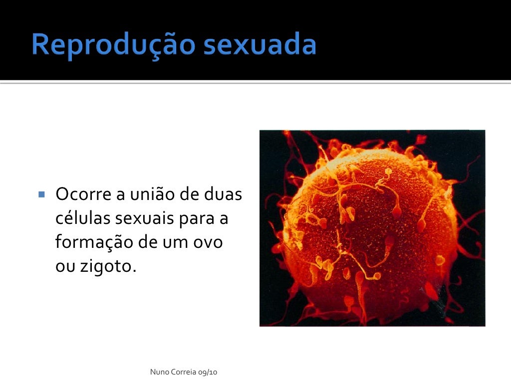 Qual A Importância Biológica Da Reprodução Sexuada