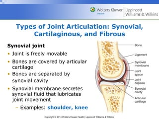 Types of Joint Articulation: Synovial, 
Cartilaginous, and Fibrous 
Synovial joint 
• Joint is freely movable 
• Bones are covered by articular 
cartilage 
• Bones are separated by 
synovial cavity 
• Synovial membrane secretes 
synovial fluid that lubricates 
joint movement 
– Examples: shoulder, knee 
Copyright © 2014 Wolters Kluwer Health | Lippincott Williams & Wilkins 
 