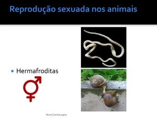Ppt 16   Diversidade De EstratéGias Na ReproduçãO Sexuada Slide 4