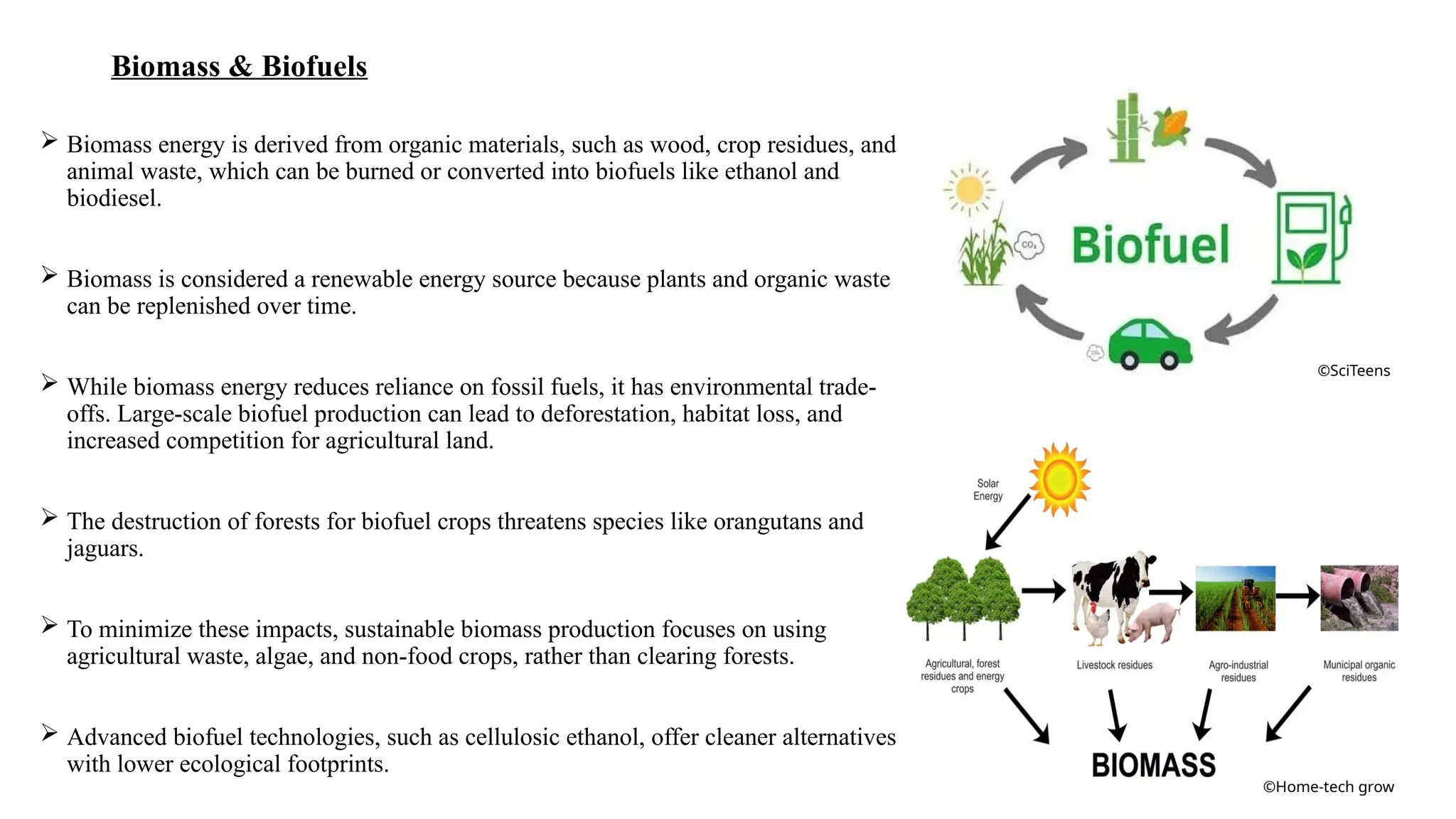 Biomass & Biofuels
 Biomass energy is derived from organic materials, such as wood, crop residues, and
animal waste, which can be burned or converted into biofuels like ethanol and
biodiesel.
 Biomass is considered a renewable energy source because plants and organic waste
can be replenished over time.
 While biomass energy reduces reliance on fossil fuels, it has environmental trade-
offs. Large-scale biofuel production can lead to deforestation, habitat loss, and
increased competition for agricultural land.
 The destruction of forests for biofuel crops threatens species like orangutans and
jaguars.
 To minimize these impacts, sustainable biomass production focuses on using
agricultural waste, algae, and non-food crops, rather than clearing forests.
 Advanced biofuel technologies, such as cellulosic ethanol, offer cleaner alternatives
with lower ecological footprints.
©SciTeens
©Home-tech grow
 