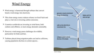 Wind Energy
 Wind energy is harnessed through turbines that convert
kinetic wind energy into electricity.
 This clean energy source reduces reliance on fossil fuels and
plays a vital role in lowering carbon emissions.
 Countries worldwide are investing in wind farms, both
onshore and offshore, to meet energy demands sustainably.
 However, wind energy poses challenges for wildlife,
particularly for birds and bats.
 Turbines placed along migration paths can lead to collisions,
causing population declines in certain species..
©U.S> Energy
 