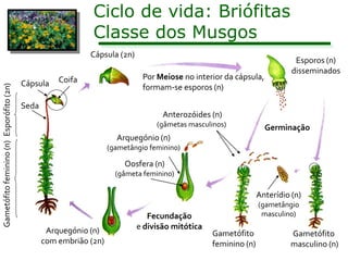 Ciclo de vida: Briófitas
                                                              Classe dos Musgos
                                                             Cápsula (2n)
                                                                                                                           Esporos (n)
                                                                                                                          disseminados
                                                     Coifa                    Por Meiose no interior da cápsula,
                                          Cápsula
Gametófito feminino (n) Esporófito (2n)




                                                                              formam-se esporos (n)

                                          Seda
                                                                                   Anterozóides (n)
                                                                                  (gâmetas masculinos)             Germinação
                                                                      Arquegónio (n)
                                                                    (gametângio feminino)

                                                                         Oosfera (n)
                                                                      (gâmeta feminino)

                                                                                                                Anterídio (n)
                                                                                                                (gametângio
                                                                               Fecundação                        masculino)

                                                  Arquegónio (n)            e divisão mitótica
                                                                                                 Gametófito              Gametófito
                                                 com embrião (2n)                                feminino (n)            masculino (n)
 