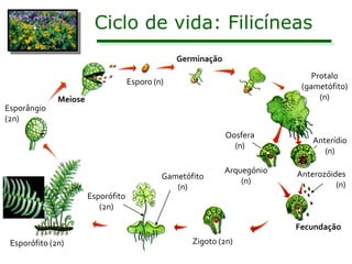 Ciclo de vida: Filicíneas
                                                 Germinação
                                                                               Protalo
                                    Esporo (n)
                                                                            (gametófito)
              Meiose                                                             (n)
Esporângio
(2n)
                                                              Oosfera
                                                                               Anterídio
                                                                (n)
                                                                                  (n)

                                                              Arquegónio   Anterozóides
                                             Gametófito
                                                                  (n)                (n)
                                                (n)
                       Esporófito
                          (2n)

                                                                           Fecundação
 Esporófito (2n)                                    Zigoto (2n)
 
