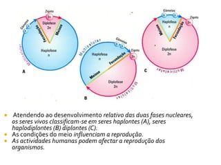  Atendendo ao desenvolvimento relativo das duas fases nucleares,
  os seres vivos classificam-se em seres haplontes (A), seres
  haplodiplontes (B) diplontes (C).
 As condições do meio influenciam a reprodução.
 As actividades humanas podem afectar a reprodução dos
  organismos.
 