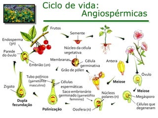 Ciclo de vida:
                                Angiospérmicas
                             Frutos
                                           Semente
Endosperma
   (3n)
                                       Núcleo da célula
 Parede                                vegetativa
do óvulo
                             Membranas              Célula       Antera
              Embrião (2n)                       germinativa
                                      Grão de pólen
                                                                                 Óvulo
             Tubo polínico
              (gametófito         Células                             Meiose
Zigoto         masculino)         espermáticas
                                   Saco embrionário                            Meiose
                                                               Núcleos
                                 germinado (gametófito         polares (n)     Megásporo
        Dupla                          feminino)
     fecundação                                                                Células que
                      Polinização           Oosfera (n)                        degeneram
 