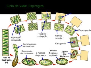 Ciclo de vida: Espirogira
                                     Degeneração dos cloroplastos
                                                                                Gâmeta dador




                                                                                    Plasmogamia
                                         Tubo de
                                        conjugação           Gâmeta
         Papilas de                                          receptor
         conjugação
                      Germinação de                          Cariogamia
                      um novo talo

                   Regeneração                         Meiose
                                                                     Zigoto
                  dos cloroplastos     3 núcleos      4 núcleos
                                                                      (2n)
                                      degeneram       haplóides     Zigósporo
 Talo de
Espirogira
   (n)
 