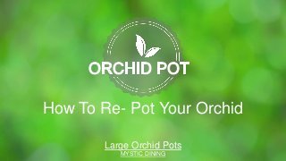 How To Re- Pot Your Orchid
Large Orchid Pots
MYSTIC DINING
 