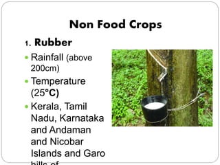 Non Food Crops
1. Rubber
 Rainfall (above
200cm)
 Temperature
(25°C)
 Kerala, Tamil
Nadu, Karnataka
and Andaman
and Nic...