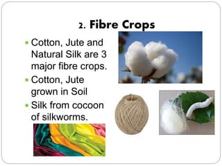 2. Fibre Crops
 Cotton, Jute and
Natural Silk are 3
major fibre crops.
 Cotton, Jute
grown in Soil
 Silk from cocoons
o...