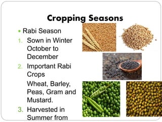 Cropping Seasons
 Rabi Season
1. Sown in Winter
October to
December
2. Important Rabi
Crops
Wheat, Barley,
Peas, Gram and...