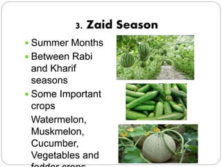 3. Zaid Season
 Summer Months
 Between Rabi
and Kharif
seasons
 Some Important
crops
Watermelon,
Muskmelon,
Cucumber,
V...