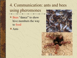4. Communication: ants and bees
using pheromones
Bees “dance” to show
hive members the way
to food
Ants
 