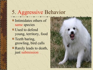 5. Aggressive Behavior
Intimidates others of
same species
Used to defend
young, territory, food
Teeth baring,
growling, bird calls
Rarely leads to death,
just submission
 