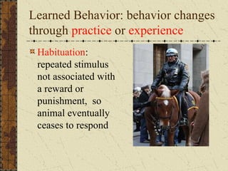 Learned Behavior: behavior changes
through practice or experience
Habituation:
repeated stimulus
not associated with
a reward or
punishment, so
animal eventually
ceases to respond
 