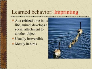 Learned behavior: Imprinting
At a critical time in its
life, animal develops a
social attachment to
another object
Usually irreversible
Mostly in birds
 