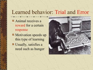 Learned behavior: Trial and Error
Animal receives a
reward for a certain
response
Motivation speeds up
this type of learning
Usually, satisfies a
need such as hunger
 