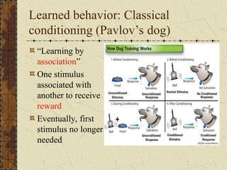 Learned behavior: Classical
conditioning (Pavlov’s dog)
“Learning by
association”
One stimulus
associated with
another to receive
reward
Eventually, first
stimulus no longer
needed
 