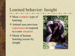 Learned behavior: Insight
Most complex type of
learning
Animal uses previous
experience to respond
to a new situation
Much of human
learning occurs by
insight
 