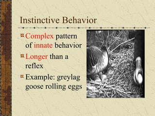 Instinctive Behavior
Complex pattern
of innate behavior
Longer than a
reflex
Example: greylag
goose rolling eggs
 