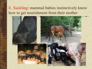 E. Suckling: mammal babies instinctively know
how to get nourishment from their mother
 
