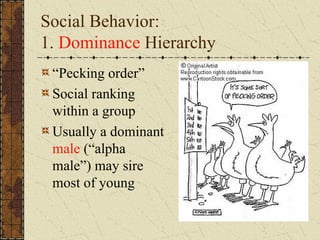 Social Behavior:
1. Dominance Hierarchy
“Pecking order”
Social ranking
within a group
Usually a dominant
male (“alpha
male”) may sire
most of young
 