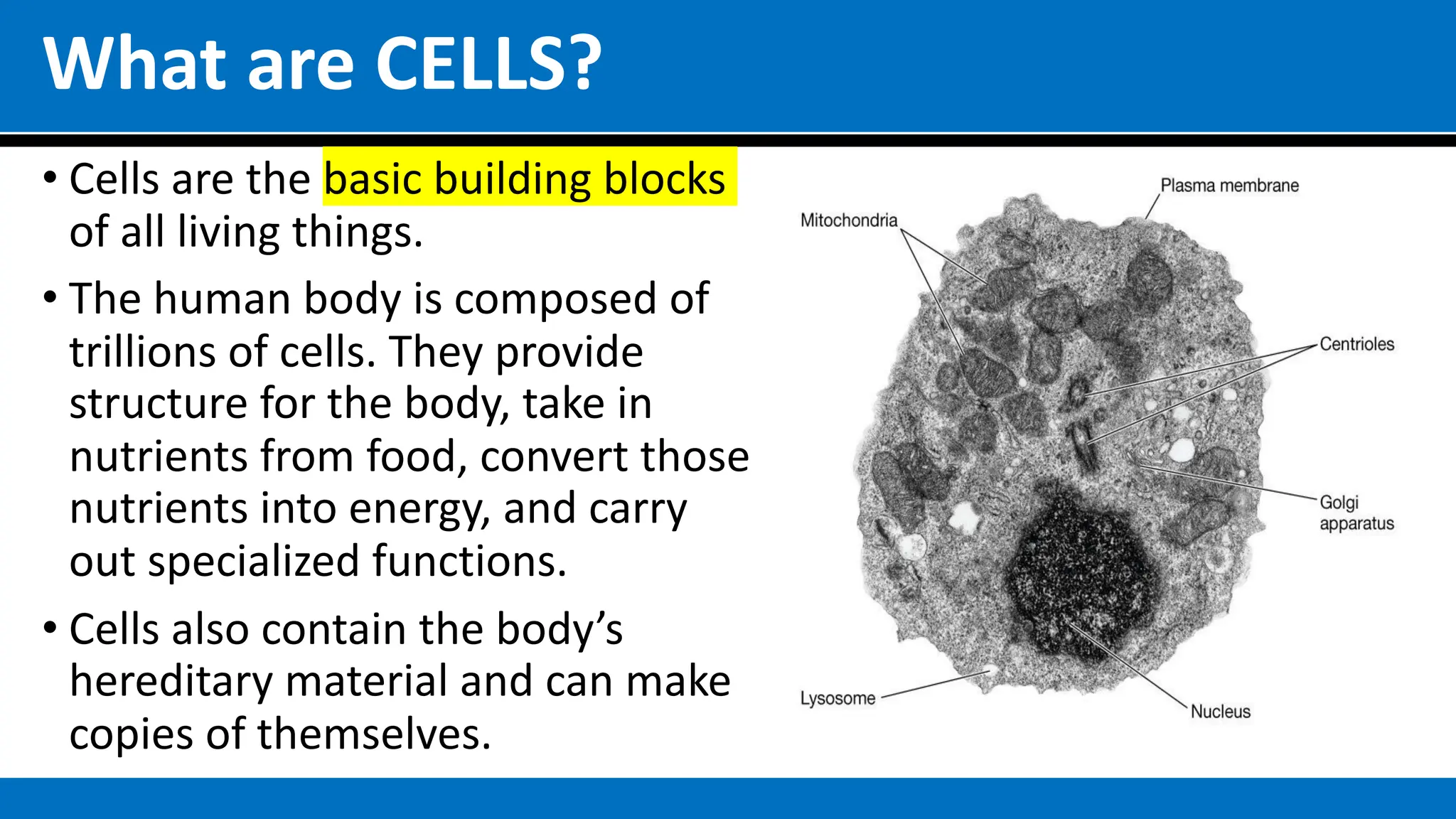 What are CELLS?
• Cells are the basic building blocks
of all living things.
• The human body is composed of
trillions of cells. They provide
structure for the body, take in
nutrients from food, convert those
nutrients into energy, and carry
out specialized functions.
• Cells also contain the body’s
hereditary material and can make
copies of themselves.
 