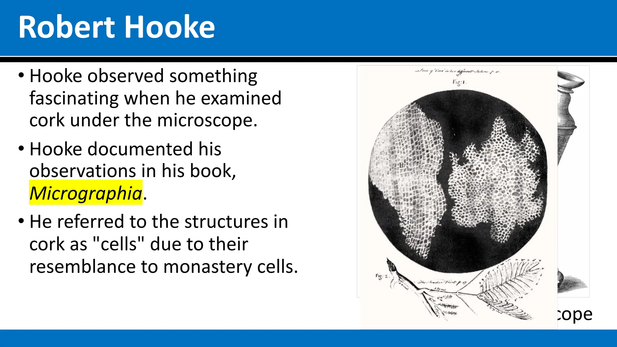 Robert Hooke
• Hooke observed something
fascinating when he examined
cork under the microscope.
• Hooke documented his
observations in his book,
Micrographia.
• He referred to the structures in
cork as "cells" due to their
resemblance to monastery cells.
Robert Hooke’s Microscope
 