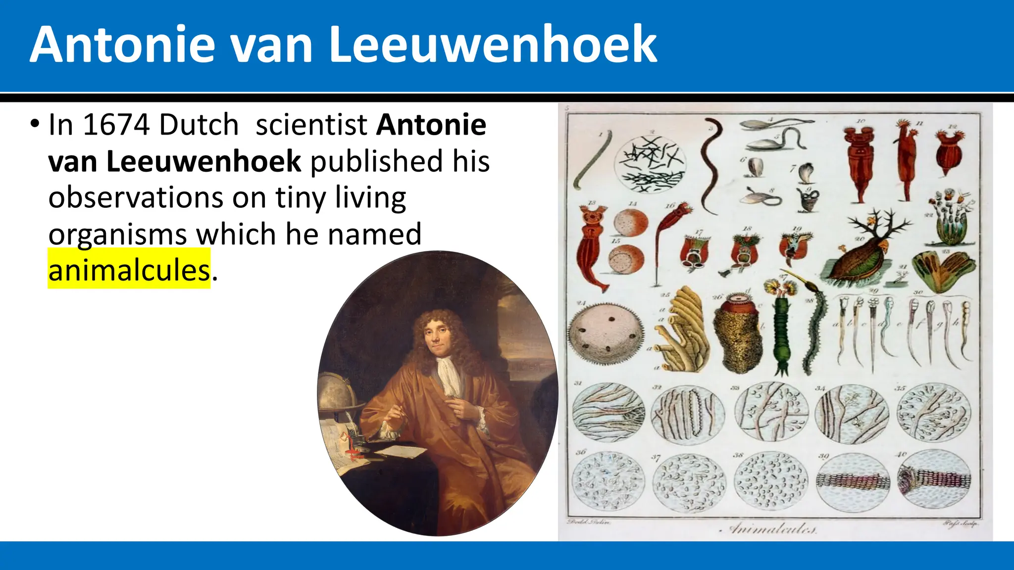 Antonie van Leeuwenhoek
• In 1674 Dutch scientist Antonie
van Leeuwenhoek published his
observations on tiny living
organisms which he named
animalcules.
 