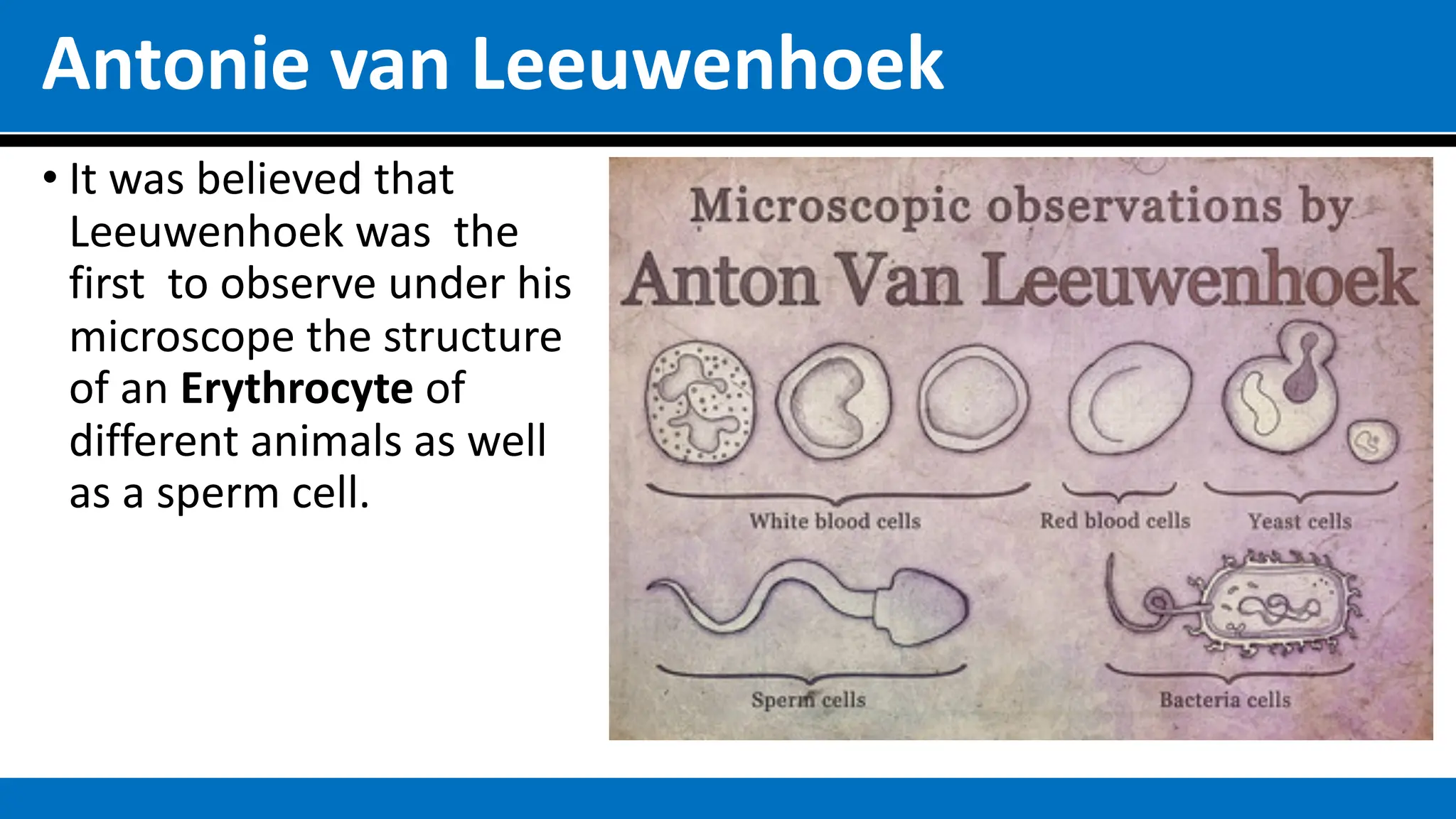 Antonie van Leeuwenhoek
• It was believed that
Leeuwenhoek was the
first to observe under his
microscope the structure
of an Erythrocyte of
different animals as well
as a sperm cell.
 