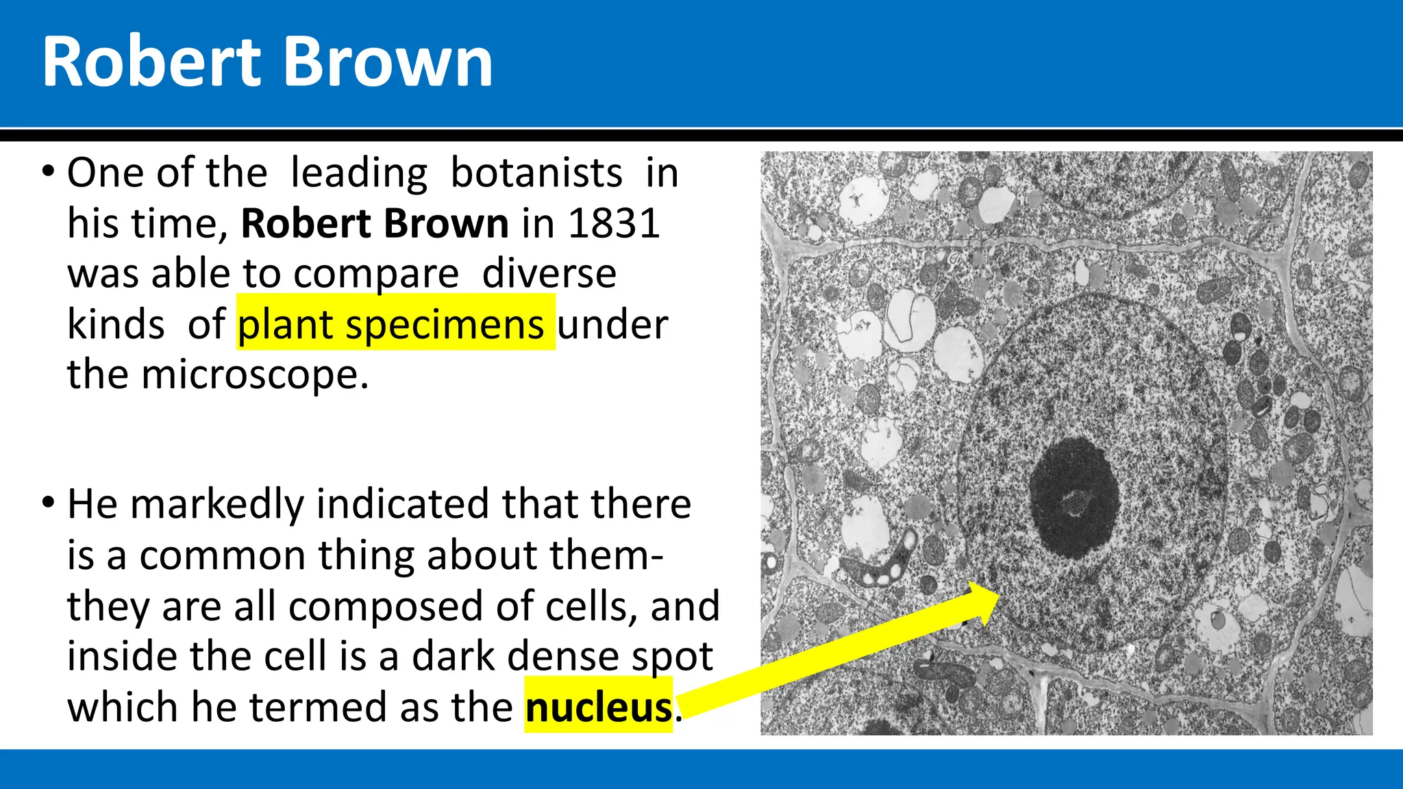 Robert Brown
• One of the leading botanists in
his time, Robert Brown in 1831
was able to compare diverse
kinds of plant specimens under
the microscope.
• He markedly indicated that there
is a common thing about them-
they are all composed of cells, and
inside the cell is a dark dense spot
which he termed as the nucleus.
 