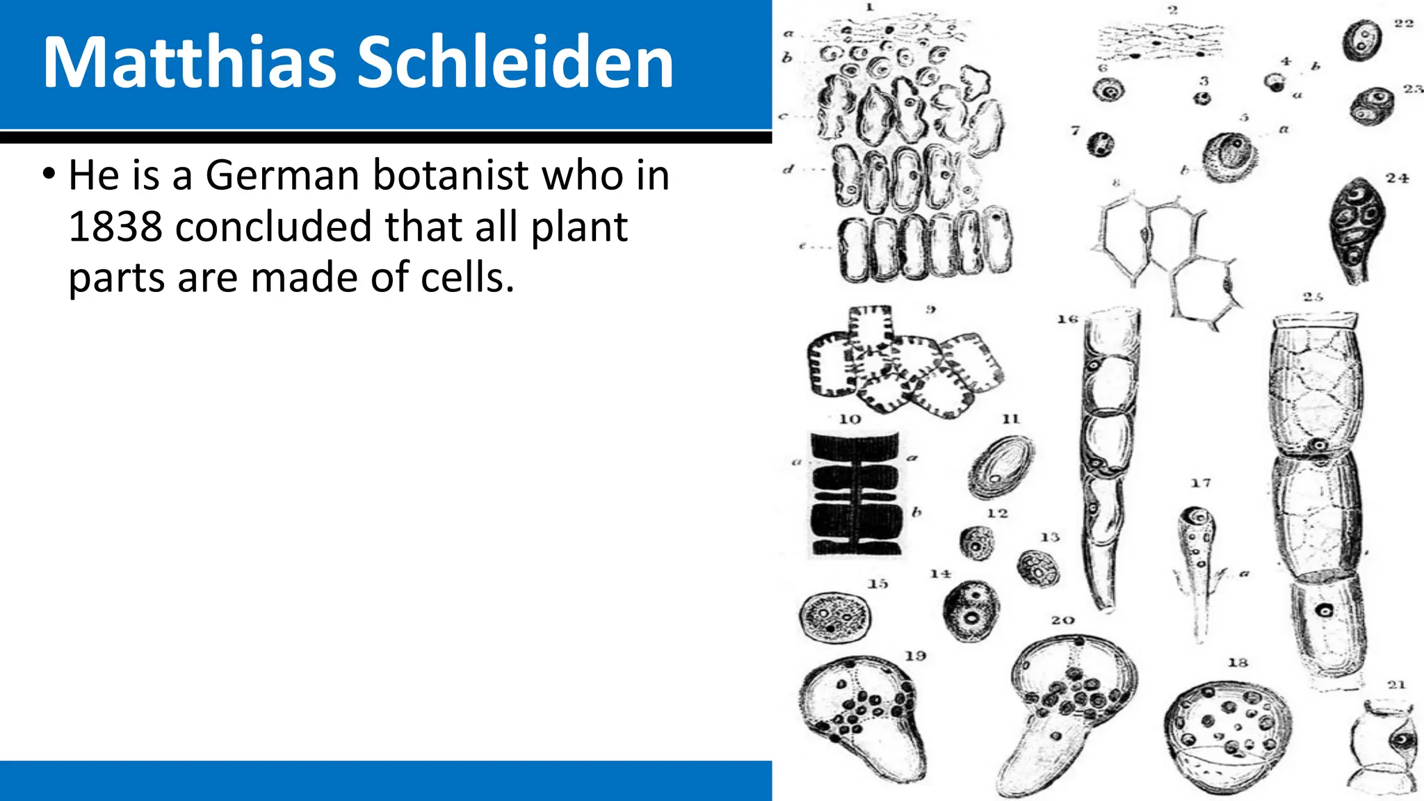 Matthias Schleiden
• He is a German botanist who in
1838 concluded that all plant
parts are made of cells.
 