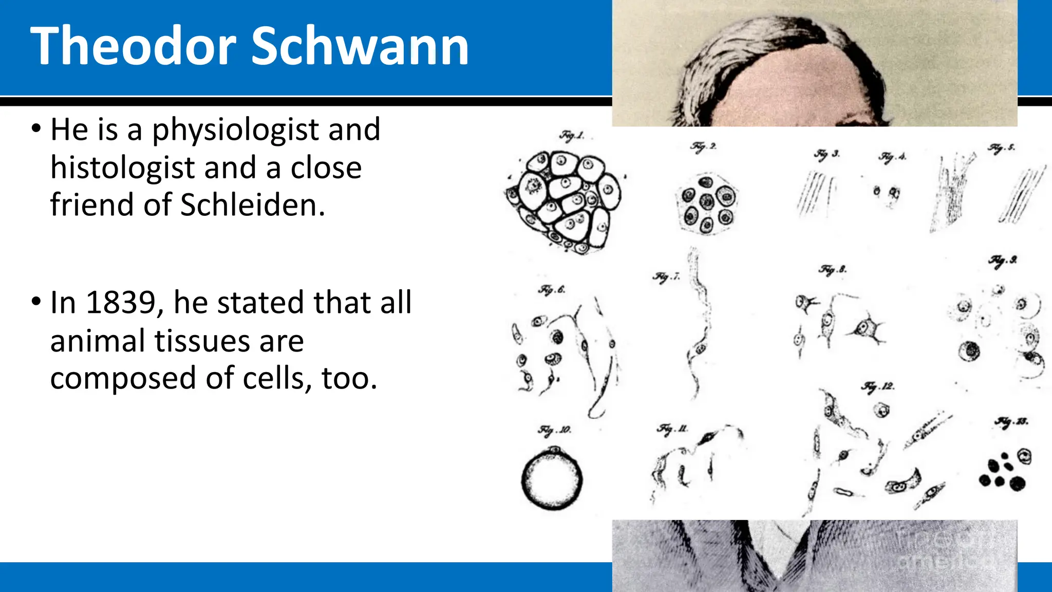 Theodor Schwann
• He is a physiologist and
histologist and a close
friend of Schleiden.
• In 1839, he stated that all
animal tissues are
composed of cells, too.
 