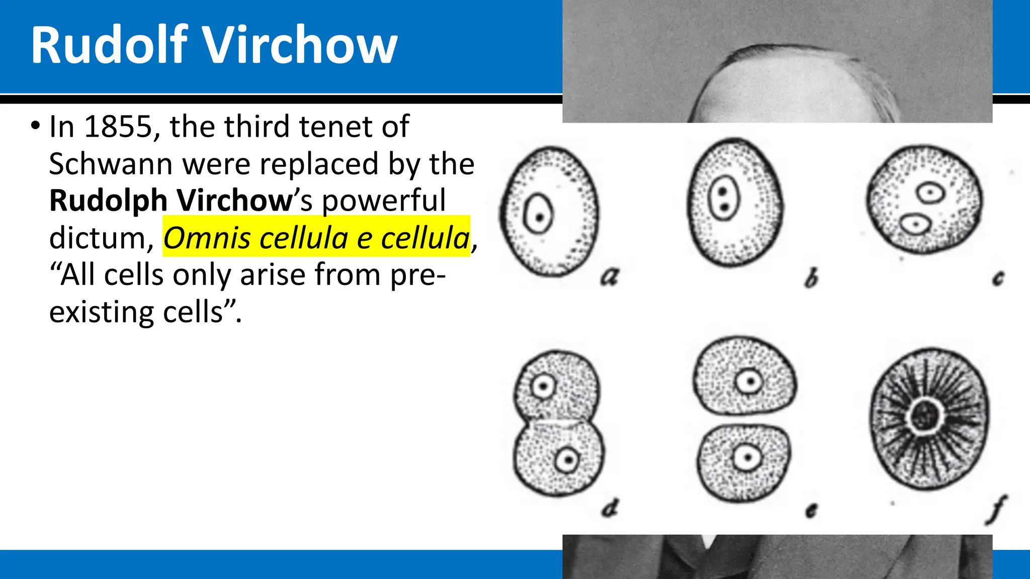 Rudolf Virchow
• In 1855, the third tenet of
Schwann were replaced by the
Rudolph Virchow’s powerful
dictum, Omnis cellula e cellula,
“All cells only arise from pre-
existing cells”.
 