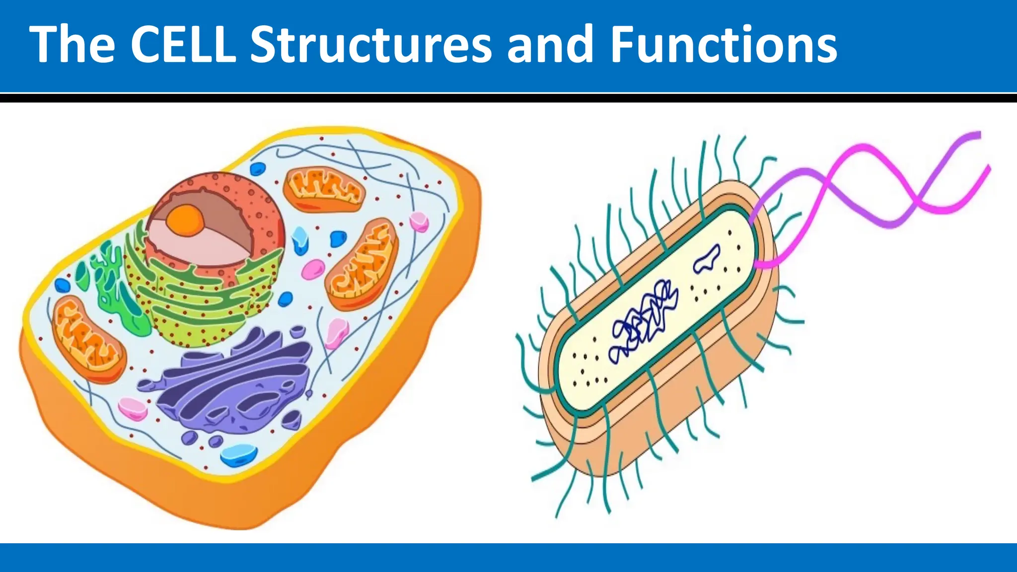 The CELL Structures and Functions
 