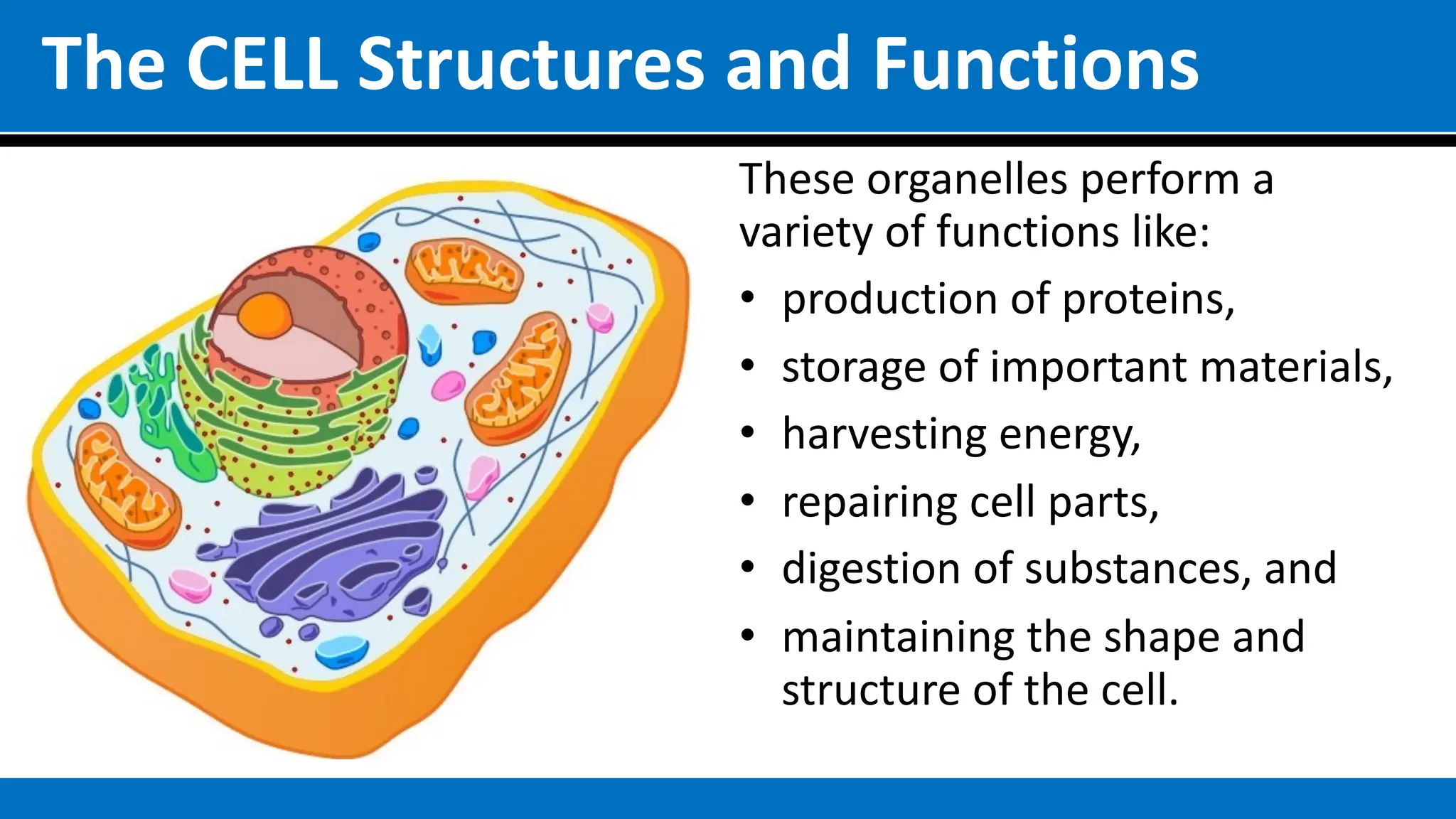 The CELL Structures and Functions
These organelles perform a
variety of functions like:
• production of proteins,
• storage of important materials,
• harvesting energy,
• repairing cell parts,
• digestion of substances, and
• maintaining the shape and
structure of the cell.
 