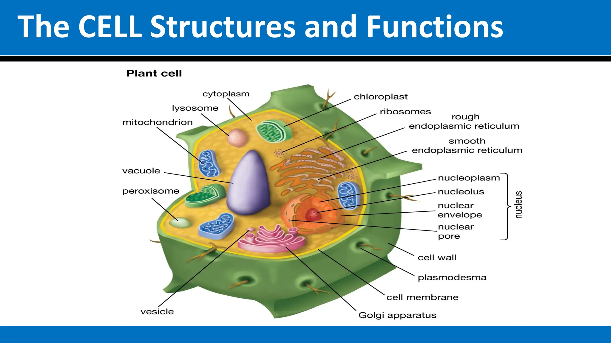 The CELL Structures and Functions
 