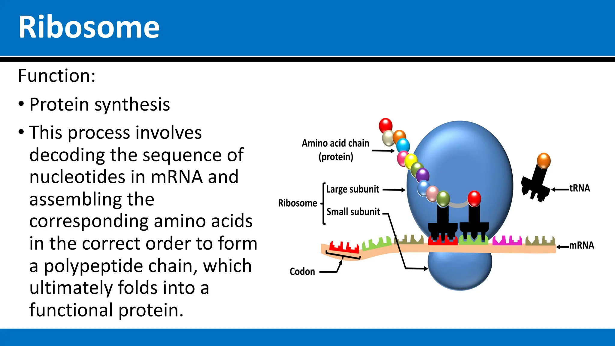 Ribosome
Function:
• Protein synthesis
• This process involves
decoding the sequence of
nucleotides in mRNA and
assembling the
corresponding amino acids
in the correct order to form
a polypeptide chain, which
ultimately folds into a
functional protein.
 