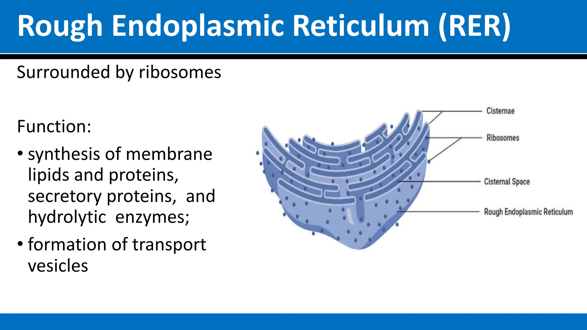 Rough Endoplasmic Reticulum (RER)
Surrounded by ribosomes
Function:
• synthesis of membrane
lipids and proteins,
secretory proteins, and
hydrolytic enzymes;
• formation of transport
vesicles
 