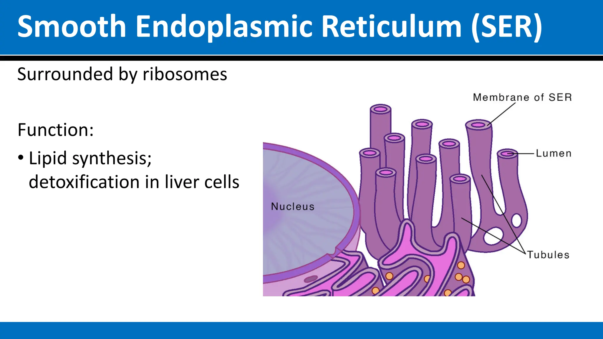 Smooth Endoplasmic Reticulum (SER)
Surrounded by ribosomes
Function:
• Lipid synthesis;
detoxification in liver cells
 