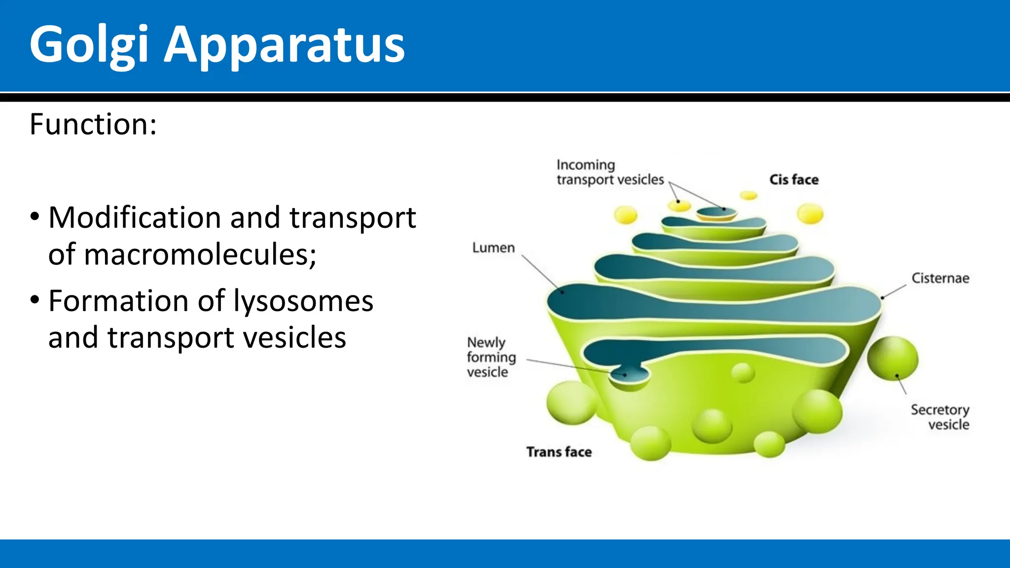 Golgi Apparatus
Function:
• Modification and transport
of macromolecules;
• Formation of lysosomes
and transport vesicles
 